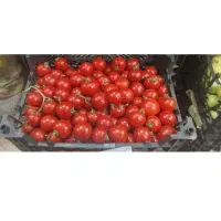 گوجه ریز تمیز