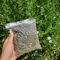 رزماری خانگی|گل و گیاه طبیعی|رشت, منظریه|دیوار