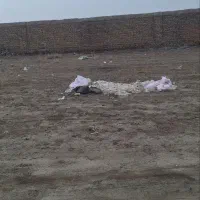 زمین کشف|فروش زمین و ملک کلنگی|مشهد, کشف|دیوار