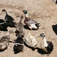 فروش اردک بالغ تخم گذار