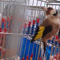 چند سهره کرمانی و سنندج|پرنده|خمینیشهر, |دیوار