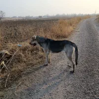 جهت واگذاری|سگ|ارومیه, |دیوار