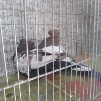 عروس هلندی سخن گو|پرنده|صدرا-فارس, فاز ۱|دیوار