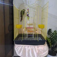طوطی گرینچیک گمشده
