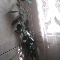 گل فیکوس