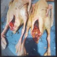 غاز و اردک در پسیخان