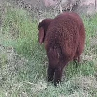 بره ی ماده افشار.لنگه ی دوقلو