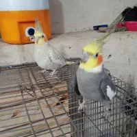 عروس هلندی