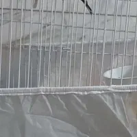 سهره اسطوره دهن لر|پرنده|کرمان, |دیوار