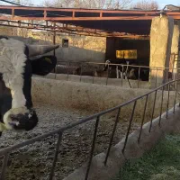 گاوداری میشیجان سفلی