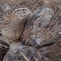 جوجه بلدرچین ۱ روزه نژاد ژاپنی