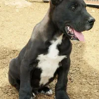 سگ فروشی سیاه نر