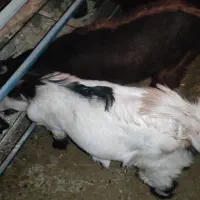 کره کهره گوسفند بز|حیوانات مزرعه|راین, |دیوار