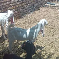 گلابی