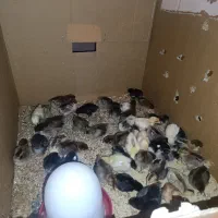 جوجه ی 10روزه