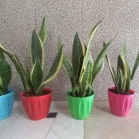 گل سانسوریا