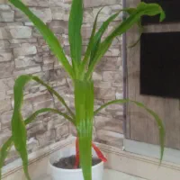 گل سوسن عنکبودی