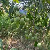 توزیع نهال گردو جمال شناسه دار و تضمینی|خدمات باغبانی و درختکاری|الشتر, |دیوار