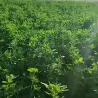 فروش بذر یونجه گرمسیری کل استان کشاورز|خدمات باغبانی و درختکاری|نرماشیر, |دیوار