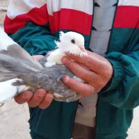 دوبالی کاکل و نوک کوتاه