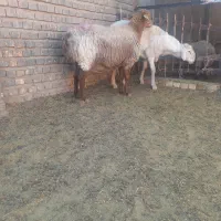 میش عربی در تربت جام|حیوانات مزرعه|تربت جام, کاریز نو سفلی|دیوار