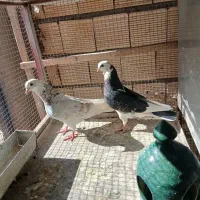 کبوتر