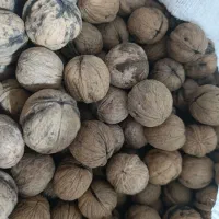 گردو|خوردنی و آشامیدنی|شیراز, آزادگان|دیوار