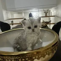 بچه گربه های اسکاتیش|گربه|تهران, بلوار کشاورز|دیوار