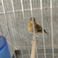 ۵ تا سهره و سهره قناری همه بخون، جفتی