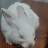 خرگوش مینیاتوری  زرنگ، بخاطر جابجایی میفروشم