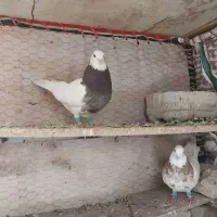 دوجفت کفتر طوقی مولد بدون غلط