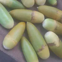 بلوط لرستان چنار