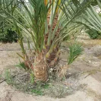 خریدار نخل قصب