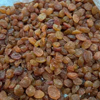 کشمش افتابی طاهریان با بازدهی بالا|خوردنی و آشامیدنی|مشهد, گاز|دیوار
