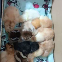 پوچ مرغ برای کود