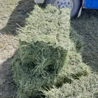 یونجه انباری تحویلی|عمده‌فروشی|قیدار, |دیوار