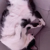 گربه نژاد ترکیبی اسکاتیش و دی اس اچ