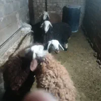 بچهار عدد بره نره355