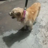 ثسگ پامرین روباهی