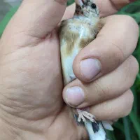 جوجه سهره نر