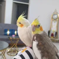 عروس هلندی نروماده