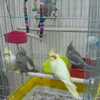 عروس‌هلندی و مرغ‌عشق