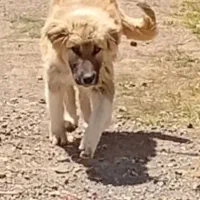 سگ سرابی 6 ماهه