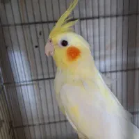 جفت عروس هلندی با تخم|پرنده|بندر ماهشهر, |دیوار