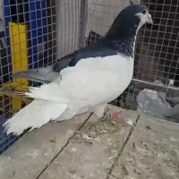 کبوتر دوبر چپی