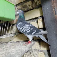 اردن مسافتی پلاکی|پرنده|چناران, |دیوار