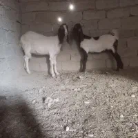 بز مری|حیوانات مزرعه|جزنیک, |دیوار