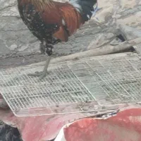 خروس گلین