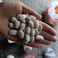 لوبیاسفید