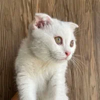 گربه اسکاتیش بریتیش